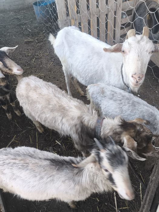 Ешки теке сатамын