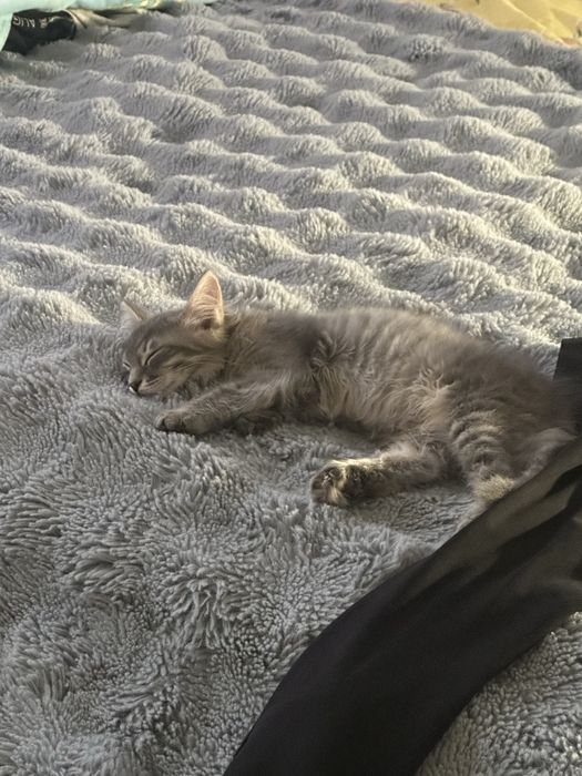 отдам котенка в добрые руки