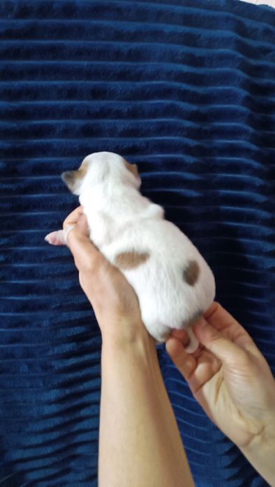 Крошки чихуахуа  щенки