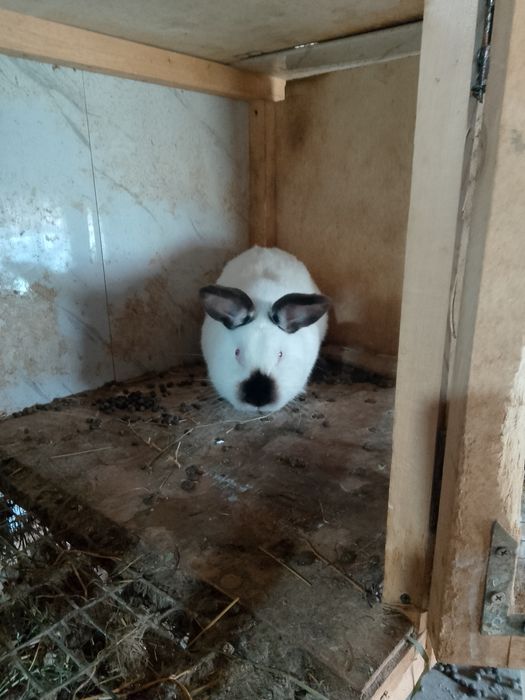 Продаются кролики породы-калифорния.
Все вопросы по телефону.