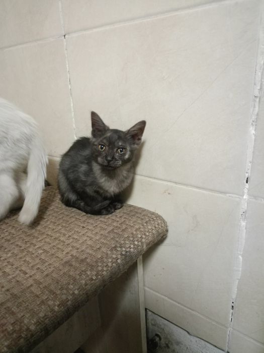 Котенок девочка в добрые руки