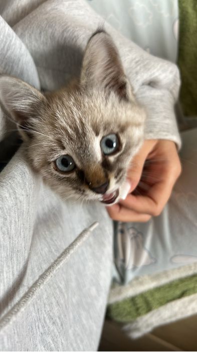 Котёнок в добрые руки