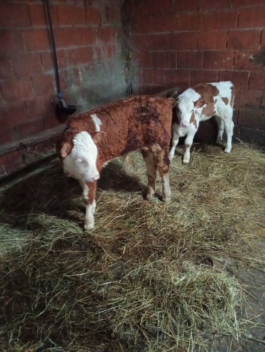 Vând doi vițeii semi înțărcați