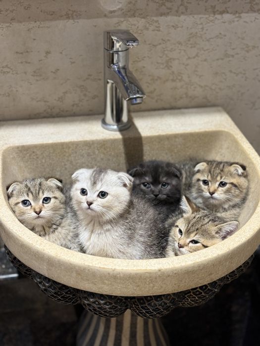 Mushiklar onasi британский  otasi шотландский