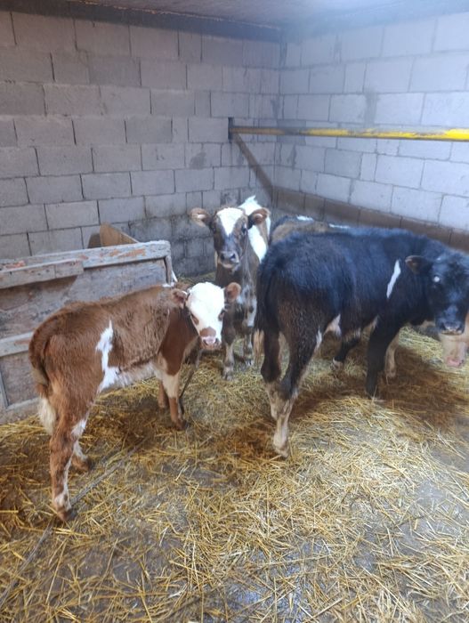 Продаются 2 бычка и 3 тёлки