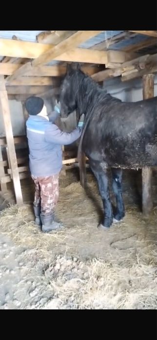 Продается жеребец