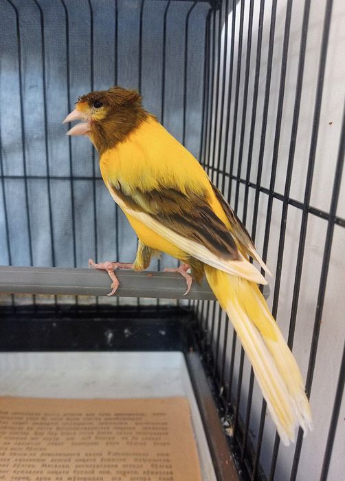 Kanareka sayroqi chubli qora bosh avle nar sotladi