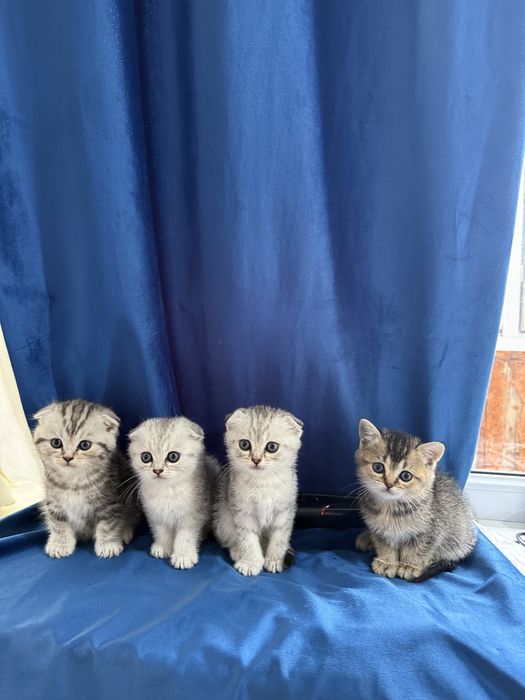 Продаются котята