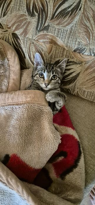 отдам котёнка в хорошие руки