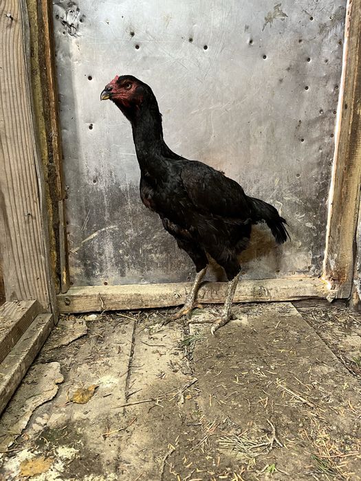 Дакан мекені сатылады