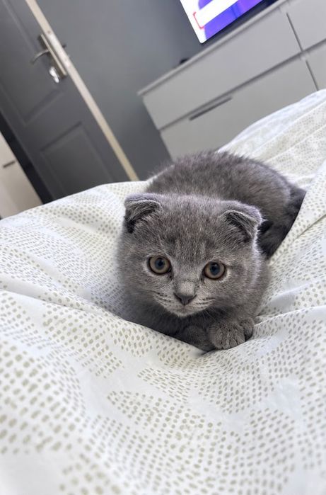 Scottish fold mascul
