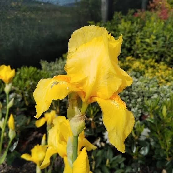 Iris galben regal