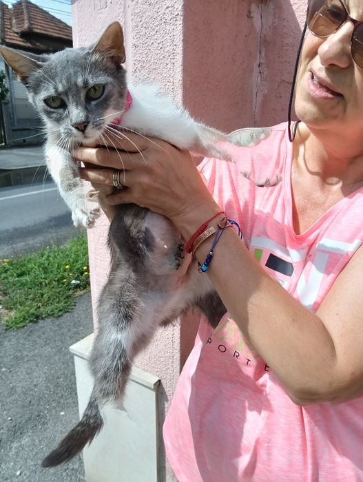 Pisicuță sterilizata