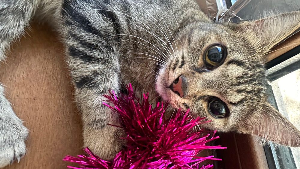 Отдам кошку в хорошие руки