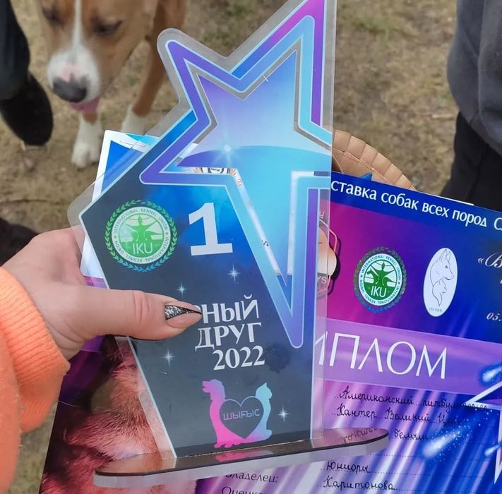 Шикарный кобель АМП ищет подругу