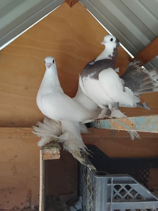 Pavlin kabutar jujalari bilan