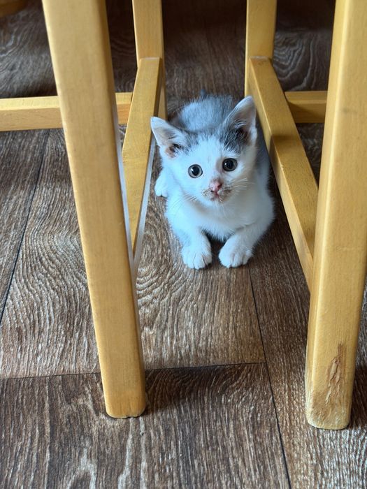 Подарявам котенце