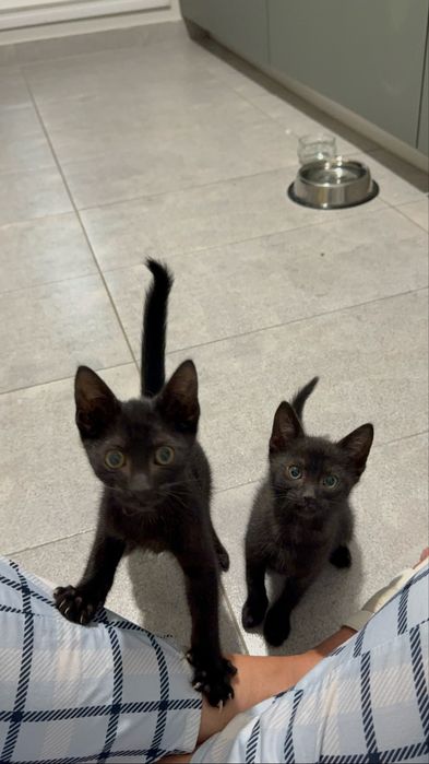 Pisoi mici adoptie