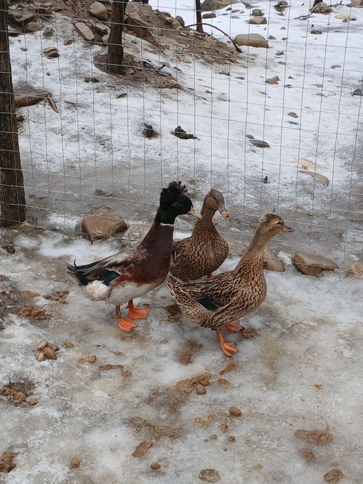 Rațe moțate de vânzare