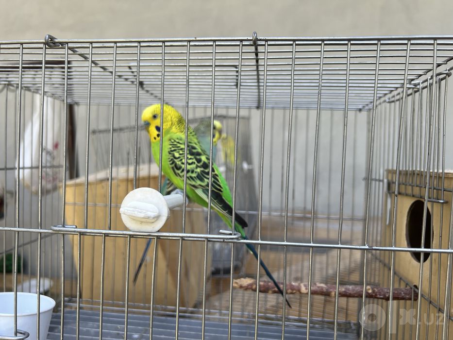 Tutiqush sotiladi