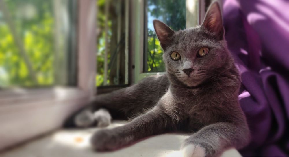 Передержка кошек