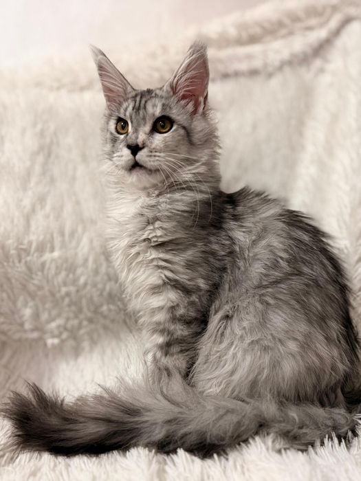 Котята мейнкун. Документы