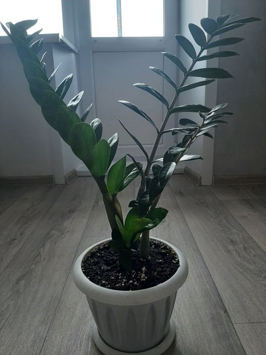 Цветок Замиокулькас