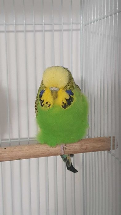 Perusi standard - Un baiat olive green si o femela light green -12luni