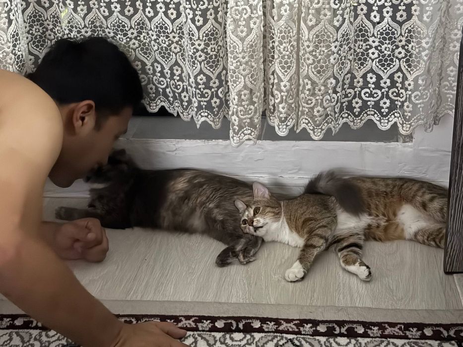 Кошка в хорошие руки