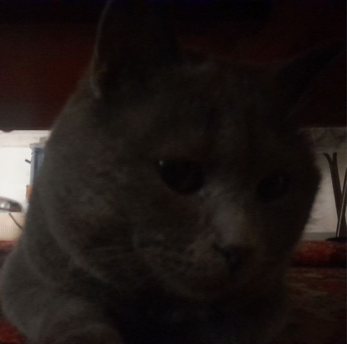 Бесплатно! Британский короткошерстный кот,для связи напишите в OLX