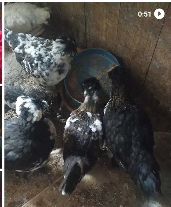 Карликовые бентамки парами.