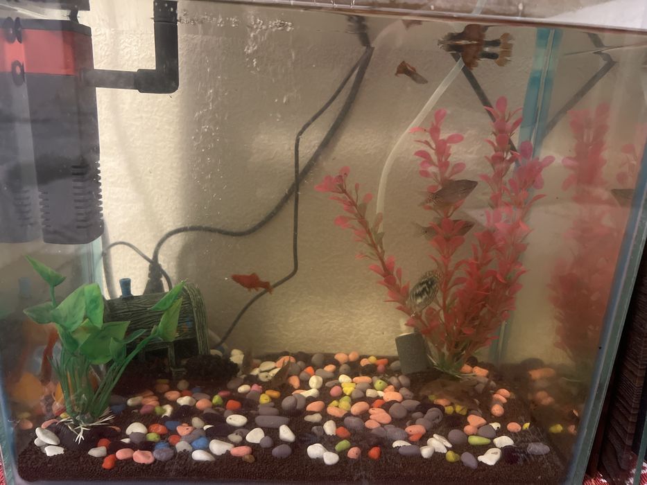Продам аквариум с рыбками