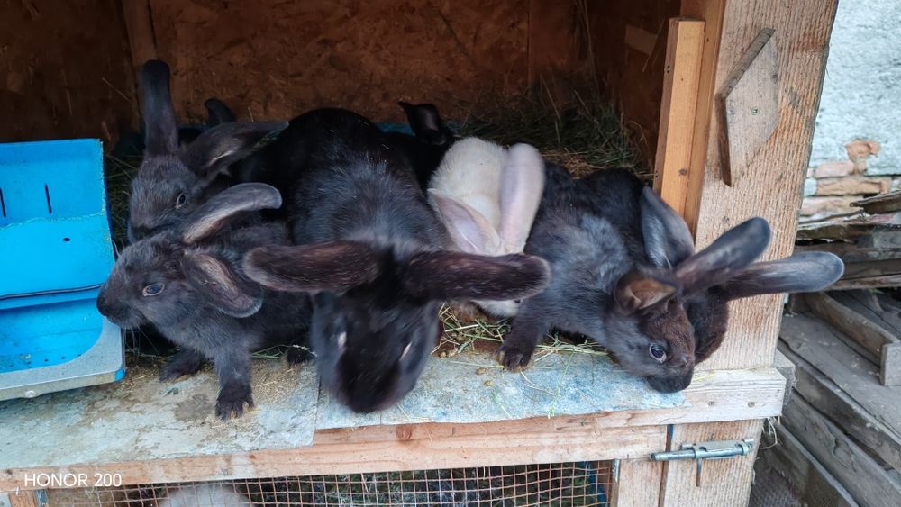 Vând iepure femelă negru și iepurași