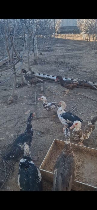 Продам молодых индауток