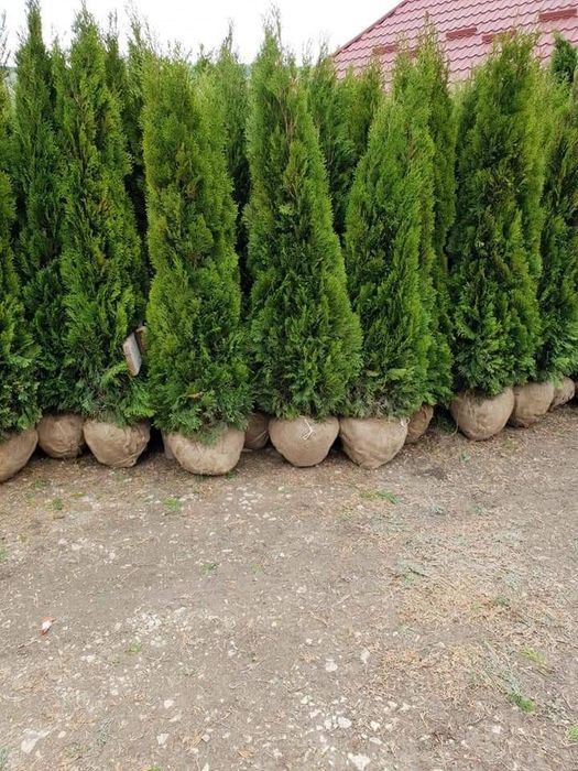 Plante ornamentale pentru gradina