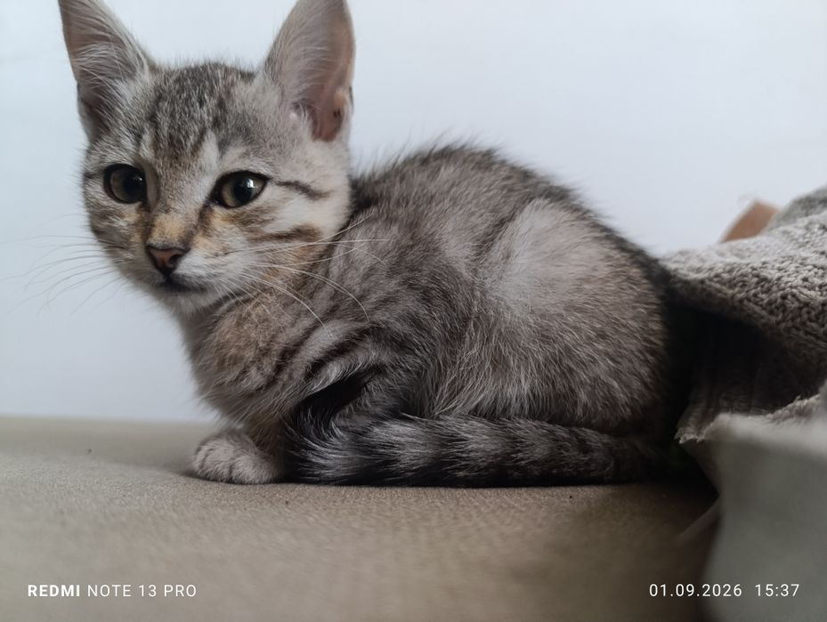 Отдам котят в добрые руки!