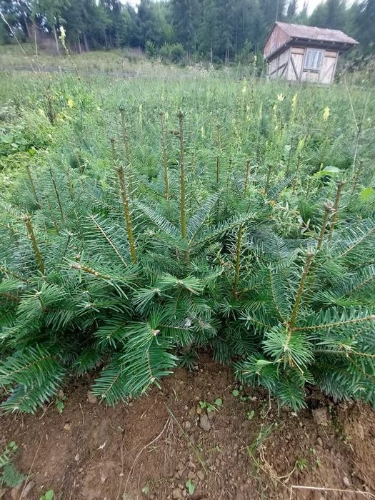 Puiet brad molid frasan stejar,