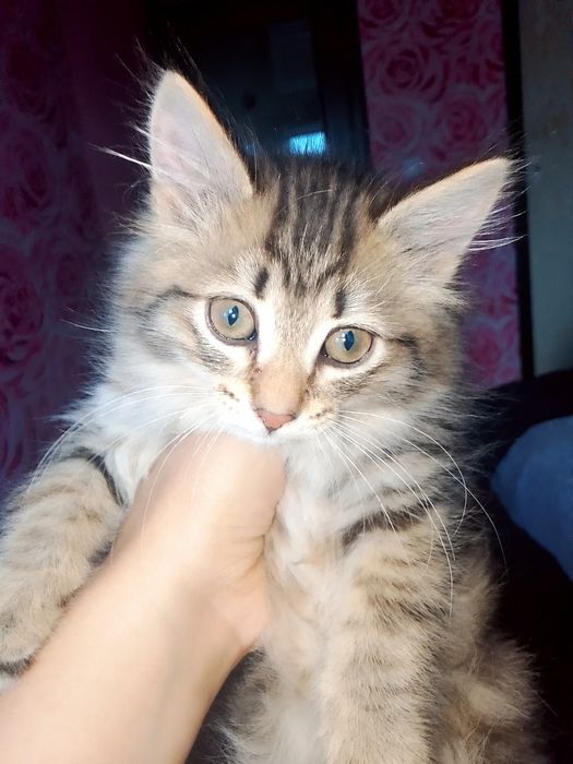Отдам котёнка , девочку