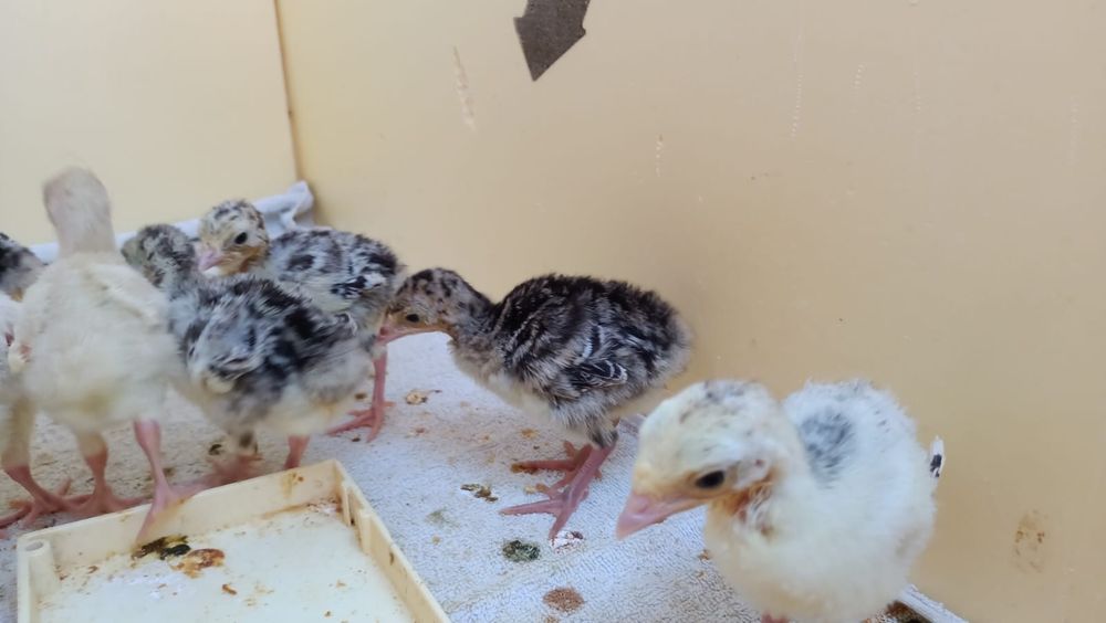 Продам индюшат из под индюшки