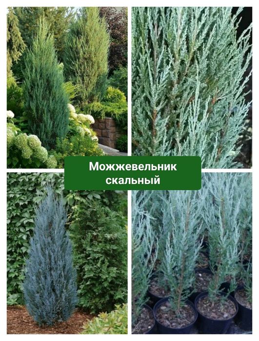 Сливы. Вишни. Яблони. Ели. Цветы.