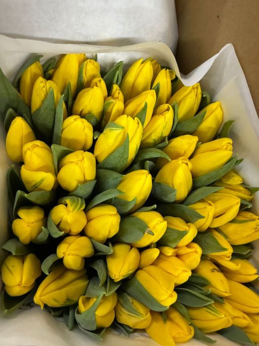 Продажа голландских тюльпанов