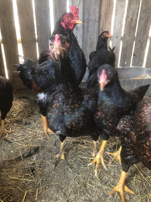 Ouă pentru incubat gaini rase mari