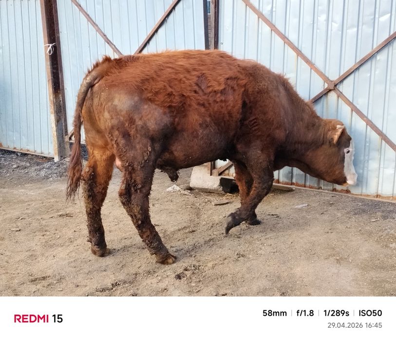 1 жылдық бұқа...