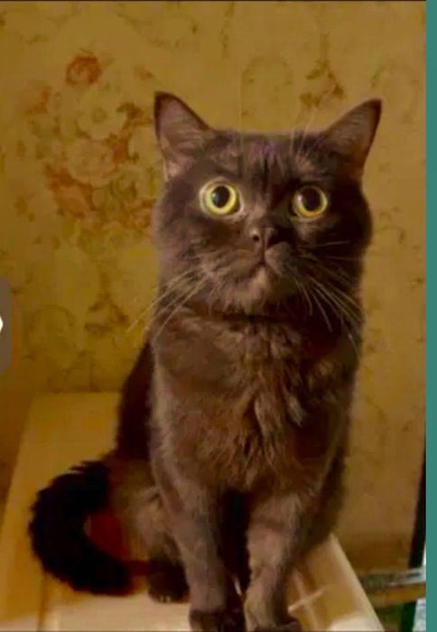 Пристраивается котик скоттиш страйт