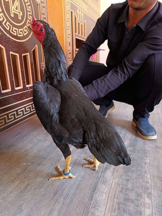 Привазной макиённи кироличаси