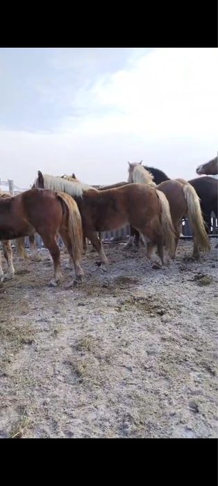 Продам кобылок тяжи
