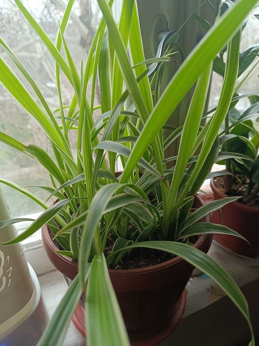 Хлорофитум - фильтр воздуха у вас дома