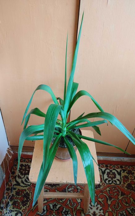 Комнатное растение юкка