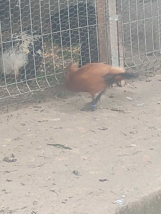 Cocoșei pitici tineri