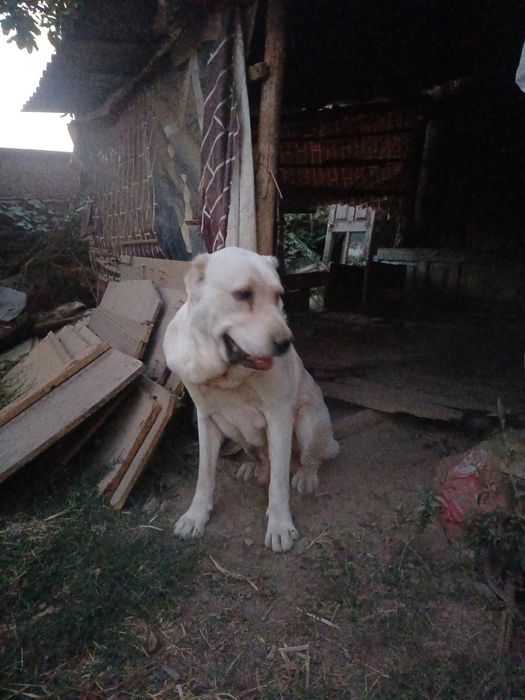 It sotiladi zoti Alabay